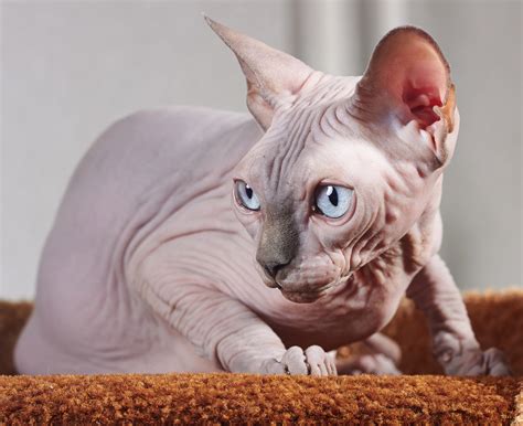 gatos recien nacidos sin pelo|Gatos sin pelo: características y tipos 